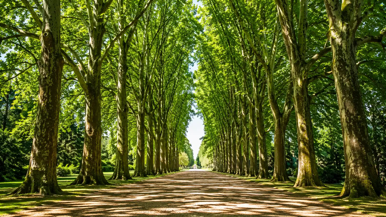 A tree-lined gravel approach to a shrine gate in summer morning light